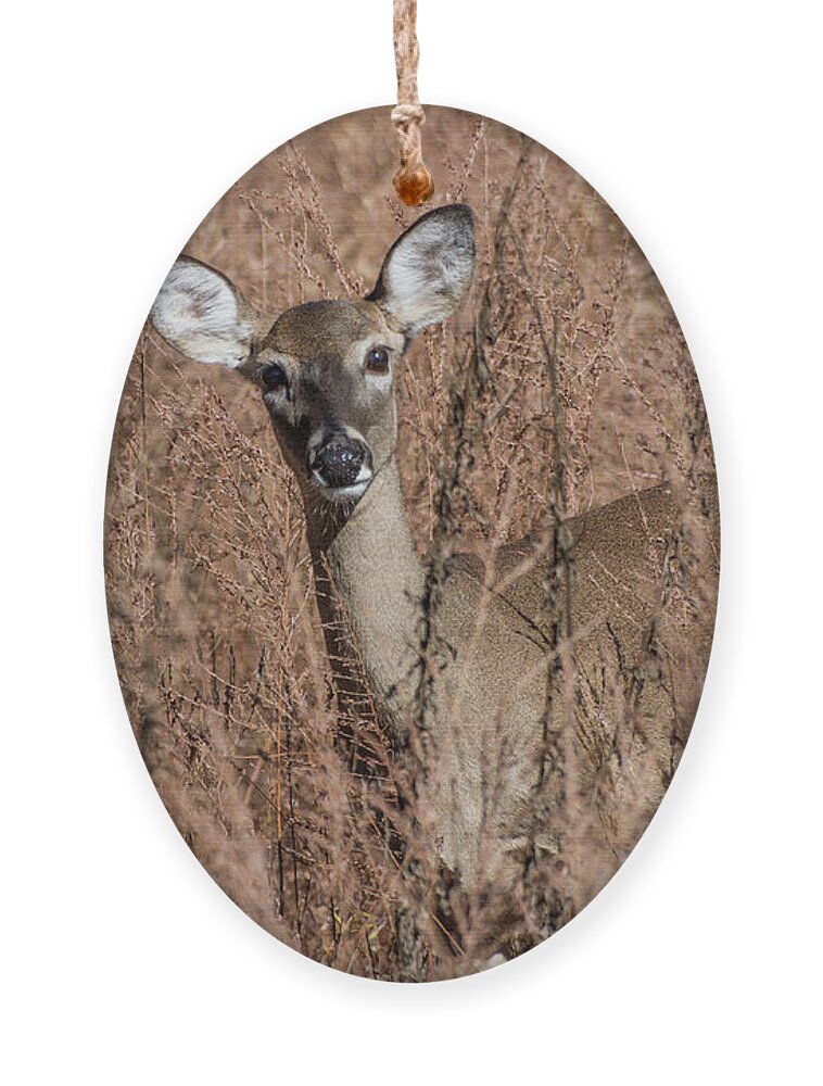 Wildlife Ornament featuring the photograph Hello by John Benedict