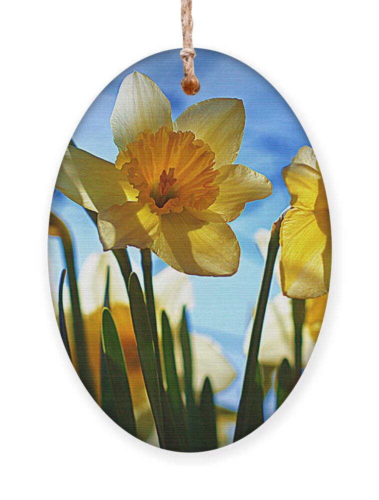 Flower Ornament featuring the photograph Hello Spring by Cricket Hackmann