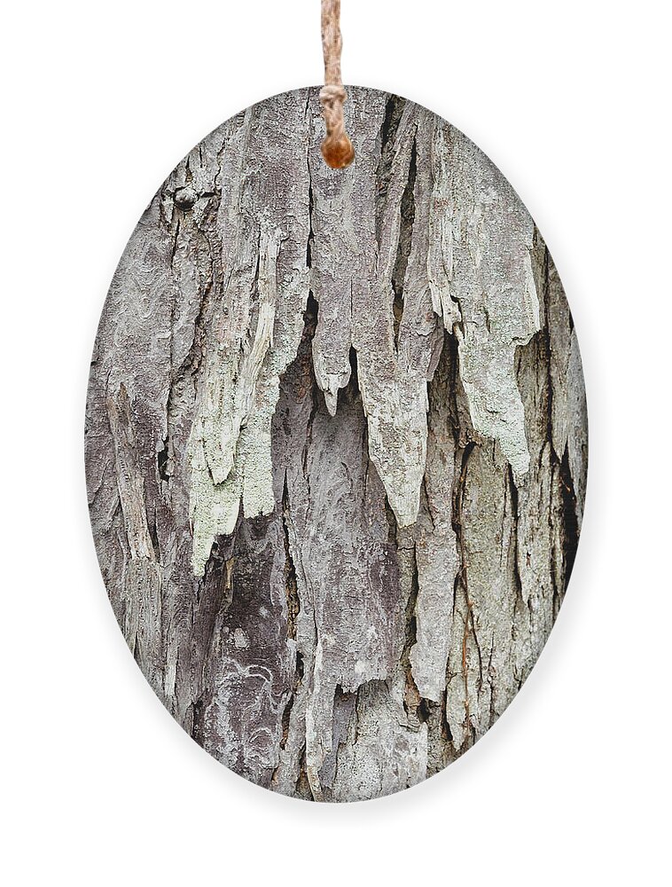 Tree Bark Ornament featuring the photograph Hickory Tree Bark Abstract by Christina Rollo