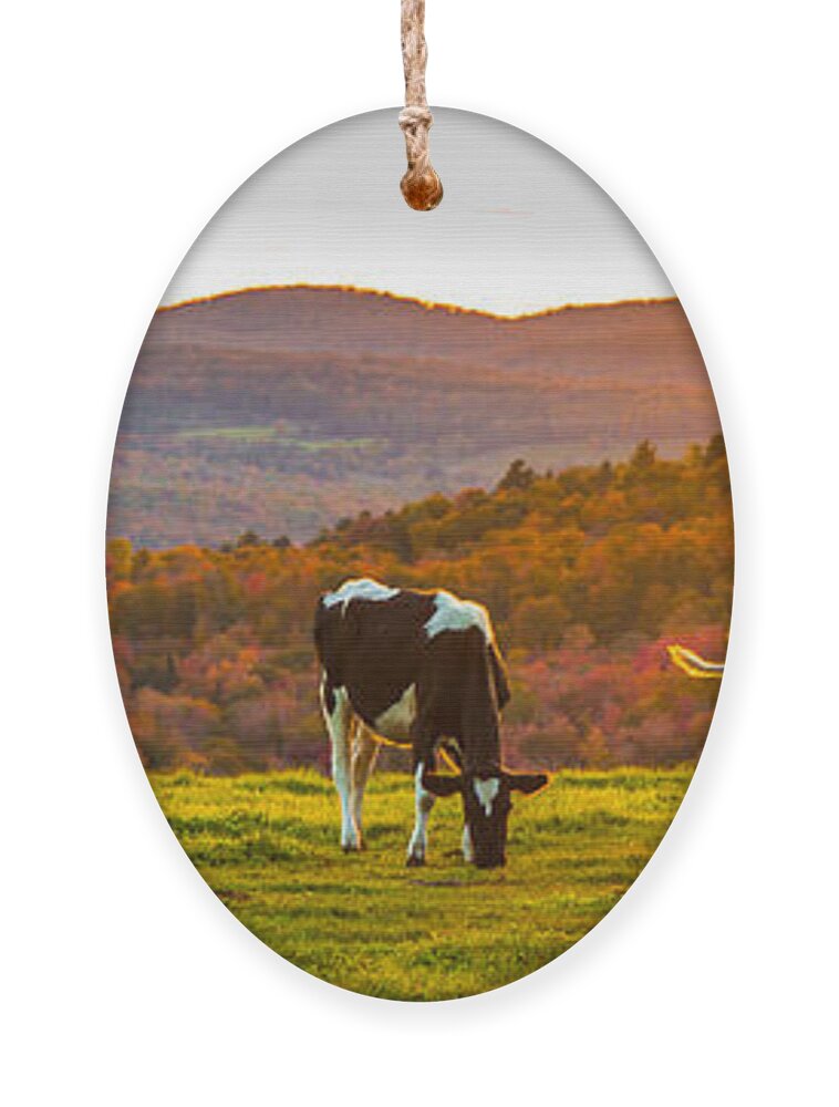 Cows Ornament featuring the photograph Hilltop Herd by Tim Kirchoff