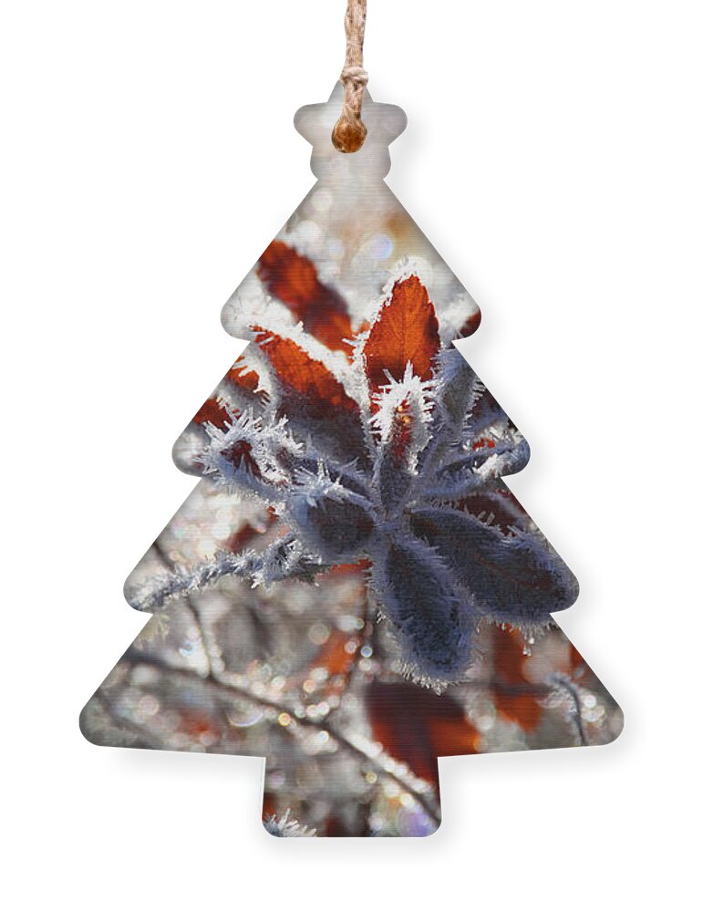Frost Ornament featuring the photograph Hoar Frost - Nature's Christmas Lights by Peggy Collins
