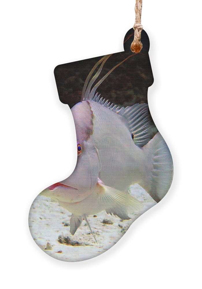 Underwater Ornament featuring the photograph Hogfish by Daryl Duda