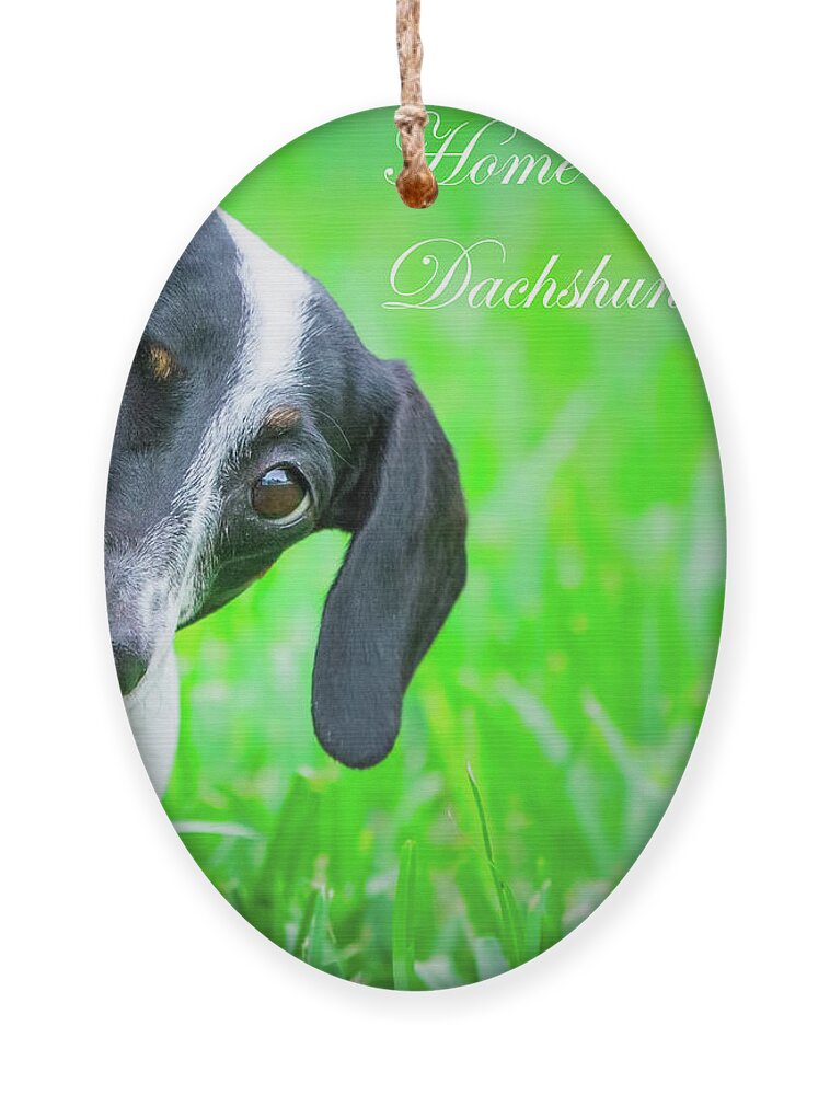 Dachshund Ornament featuring the photograph Home Is Where Your Dachshund Is by Mark Andrew Thomas