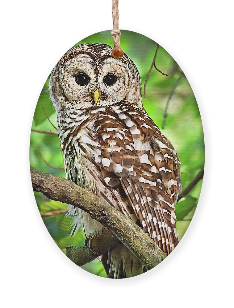 Owl Ornament featuring the photograph Hoot Owl by Christina Rollo