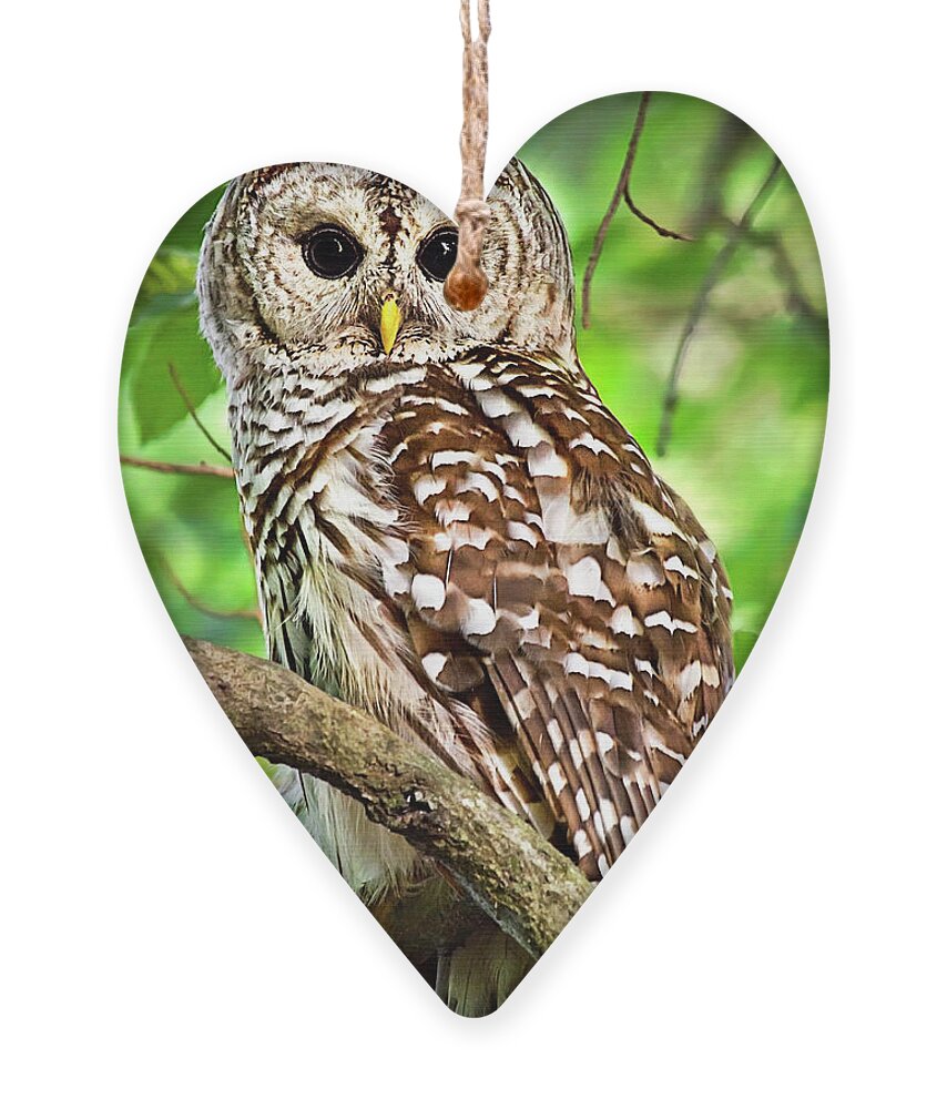 Owl Ornament featuring the photograph Hoot Owl by Christina Rollo