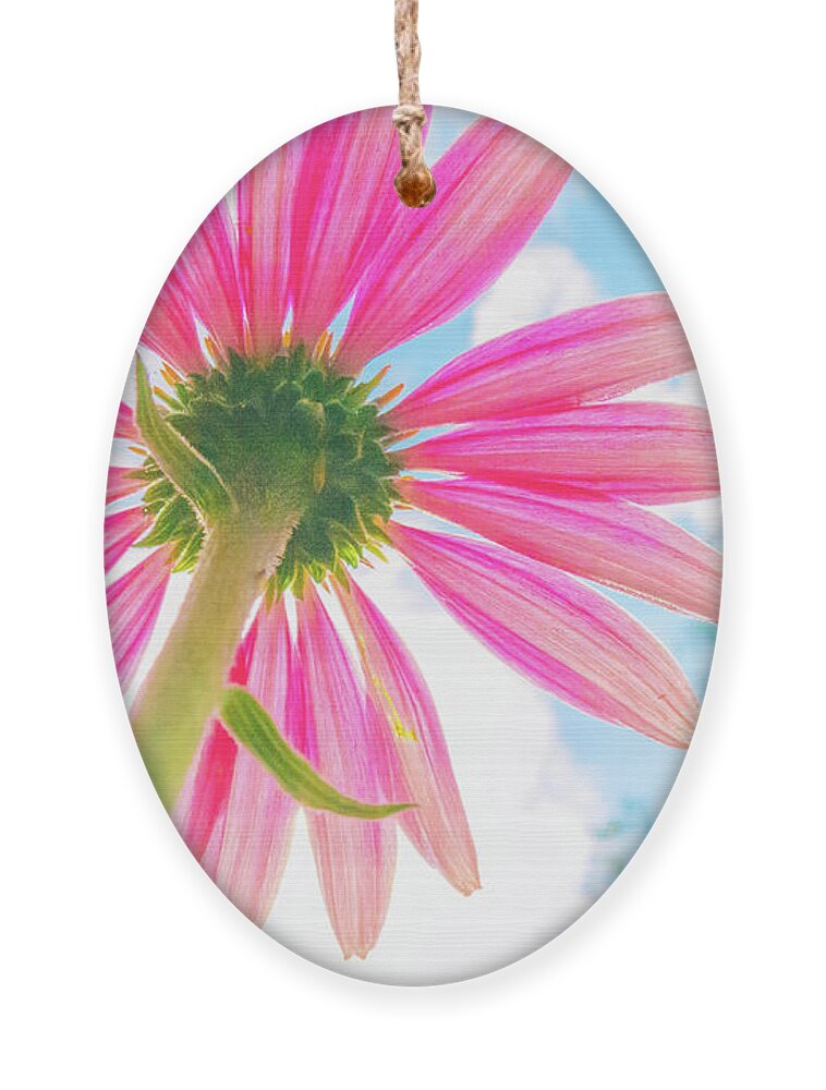 Flower Ornament featuring the photograph Hot Pink Summer Days by Becqi Sherman