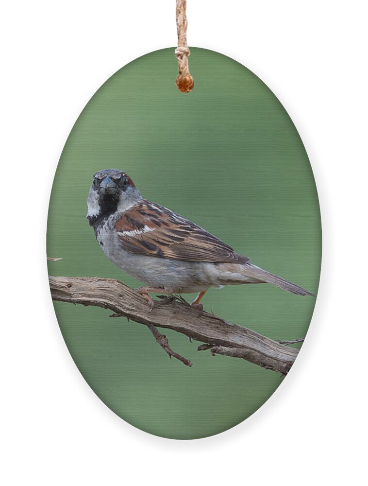 House Sparrow Ornament featuring the photograph House Sparrow by Holden The Moment