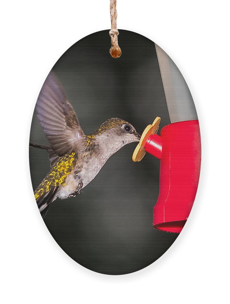 Hummingbird Ornament featuring the photograph Hummingbird Gets A Drink by Holden The Moment