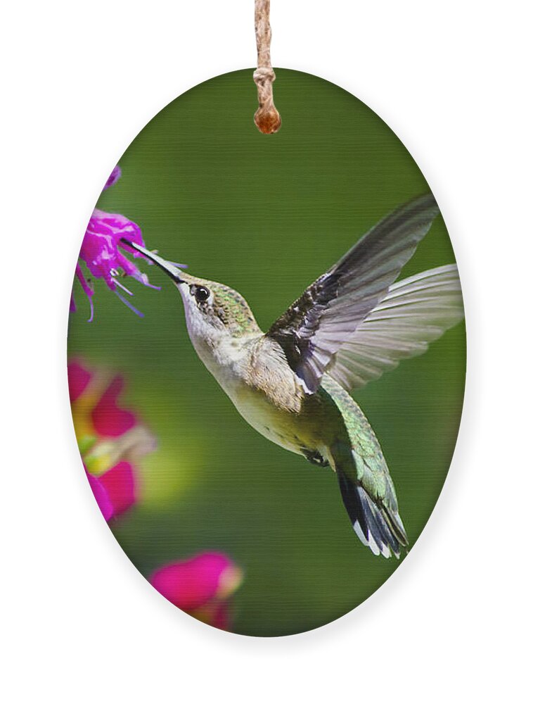 Hummingbird Ornament featuring the photograph Hummingbird with Flower by Christina Rollo