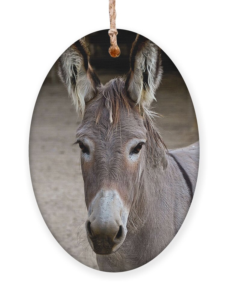 Donkey Ornament featuring the photograph I Assked You a Question by DigiArt Diaries by Vicky B Fuller