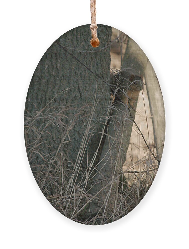 Squirrel Ornament featuring the photograph I see you by Troy Stapek