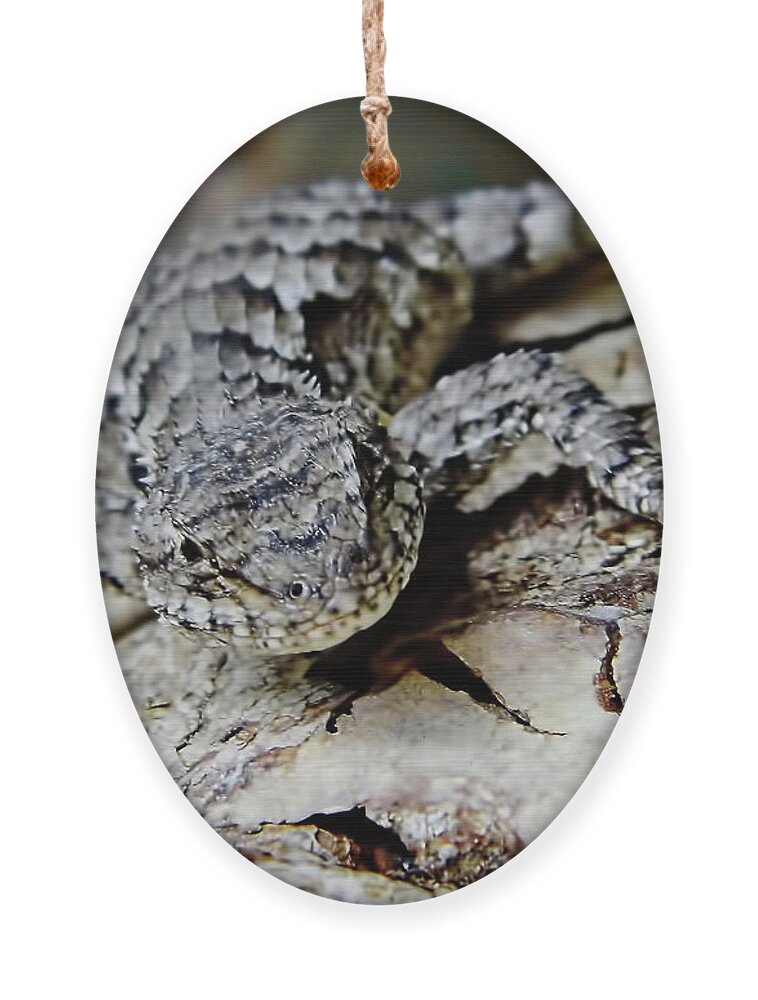 Lizard Ornament featuring the photograph I'm Not A Gecko by D Hackett