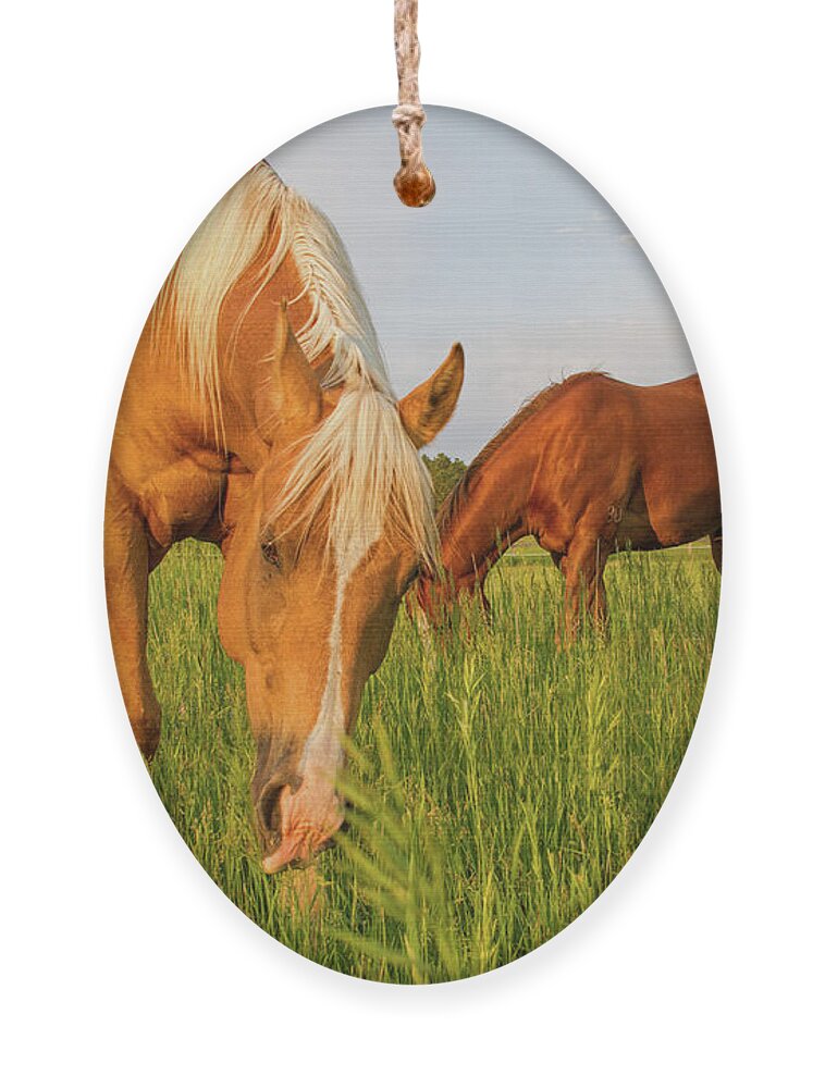 Quarter Horse Ornament featuring the photograph In The Grass by Alana Thrower