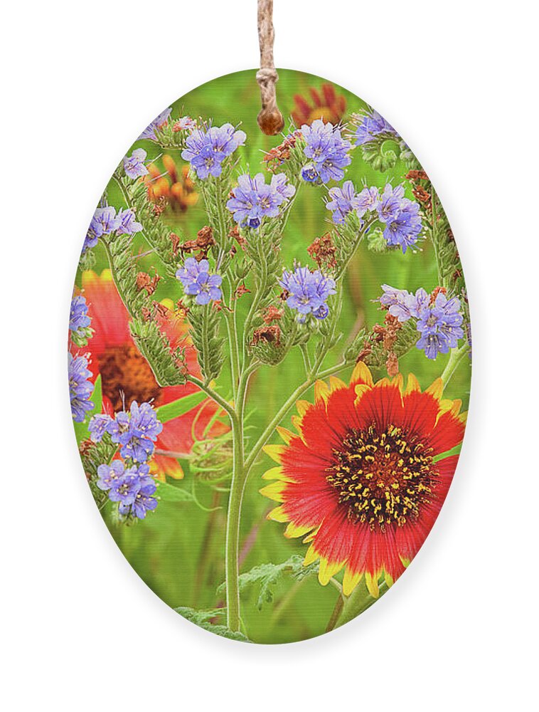 Blanketflowers Ornament featuring the photograph Indian Blanketflowers Gaillardia Puchella by Dave Welling