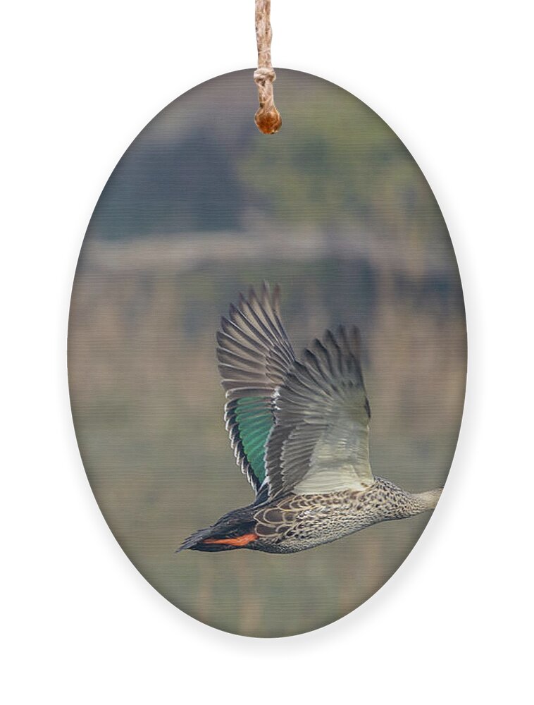 Bird Ornament featuring the photograph Indian Spot-billed Duck 03 by Werner Padarin