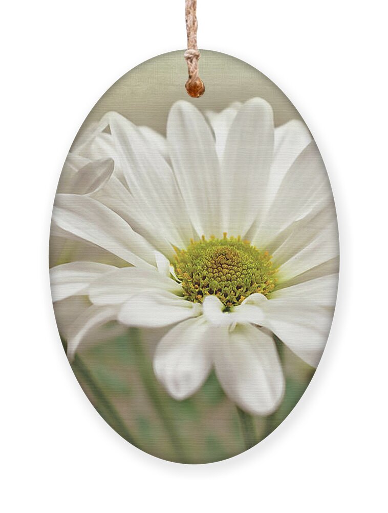 Daisies In Light Photo Ornament featuring the photograph Inspired Daisies Print by Gwen Gibson