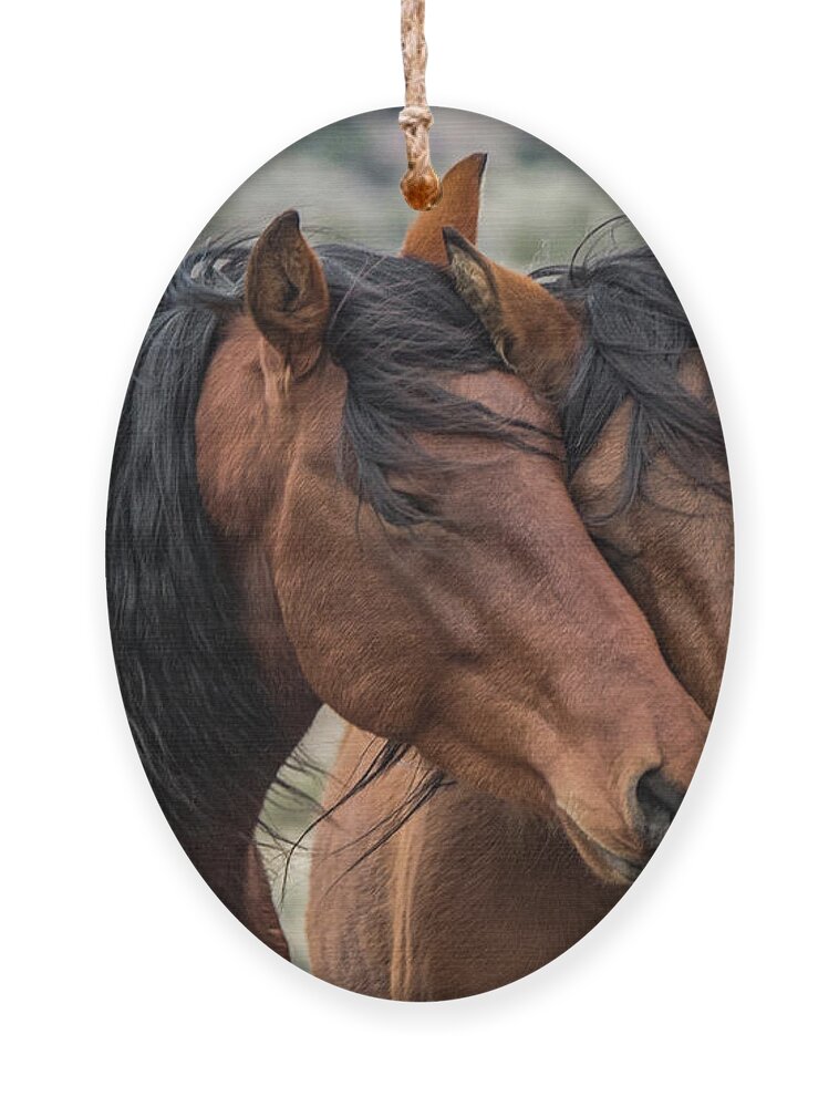 Mustangs Ornament featuring the photograph Jake and Wilma by John T Humphrey