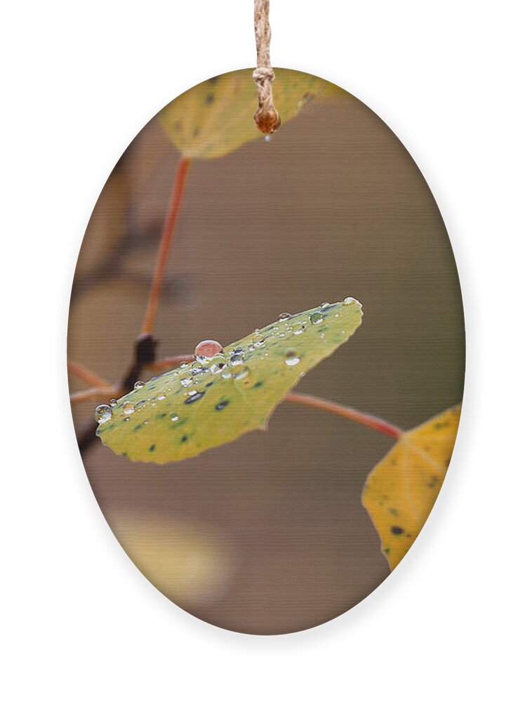 Autumn Colors Ornament featuring the photograph Jewels of Autumn by Jim Garrison