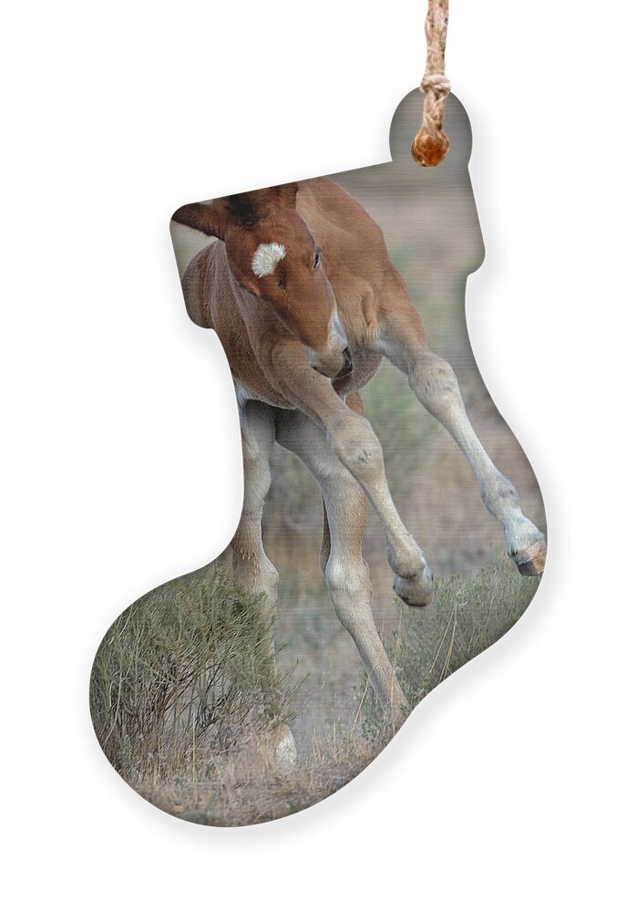 Foal Ornament featuring the photograph _z3a1063 by John T Humphrey