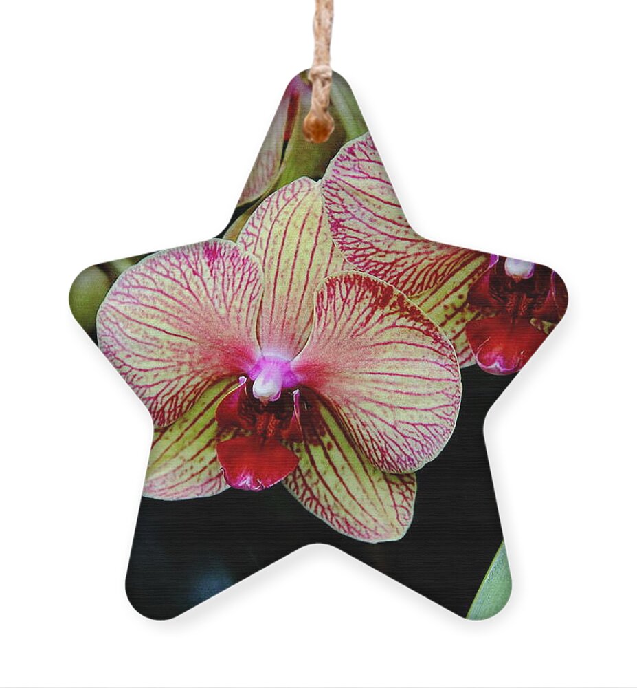 Flowers Ornament featuring the photograph Joy Within by Allen Nice-Webb