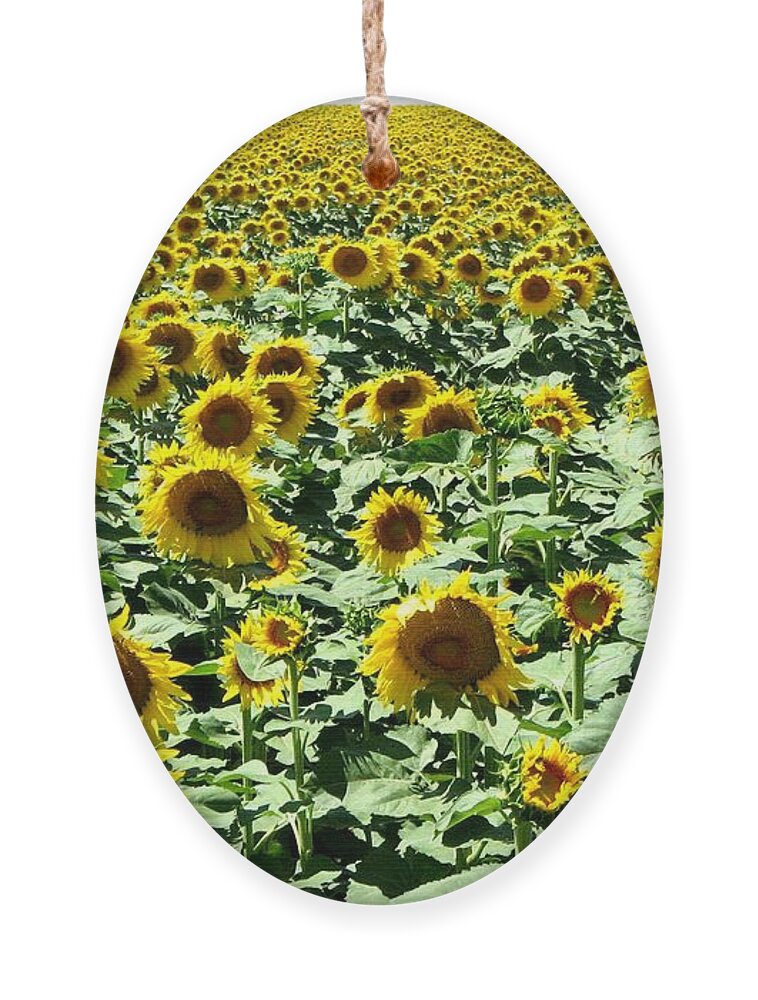 Sunflowers Ornament featuring the photograph Kansas Sunflower Field by Keith Stokes