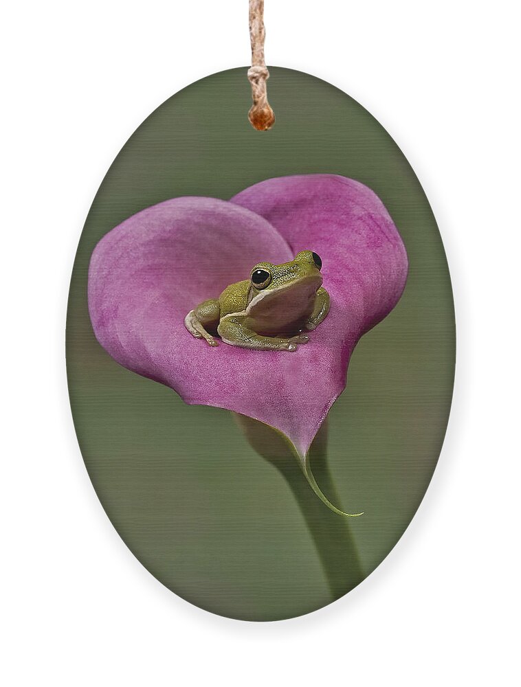 Calla Ornament featuring the photograph Kermit Hangs Out by Susan Candelario