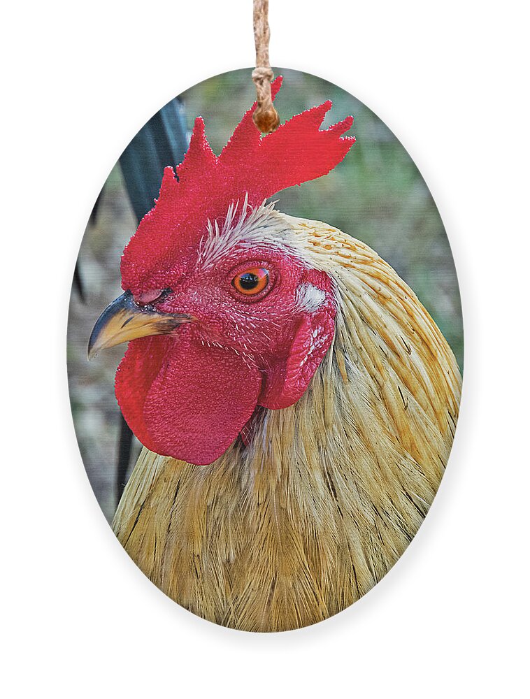 Rooster Ornament featuring the photograph Key West Chicken by Bob Slitzan