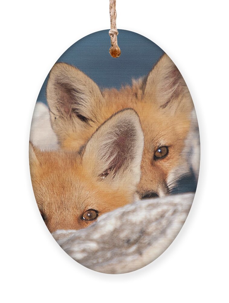 Fox Ornament featuring the photograph Kits by Steve Stuller