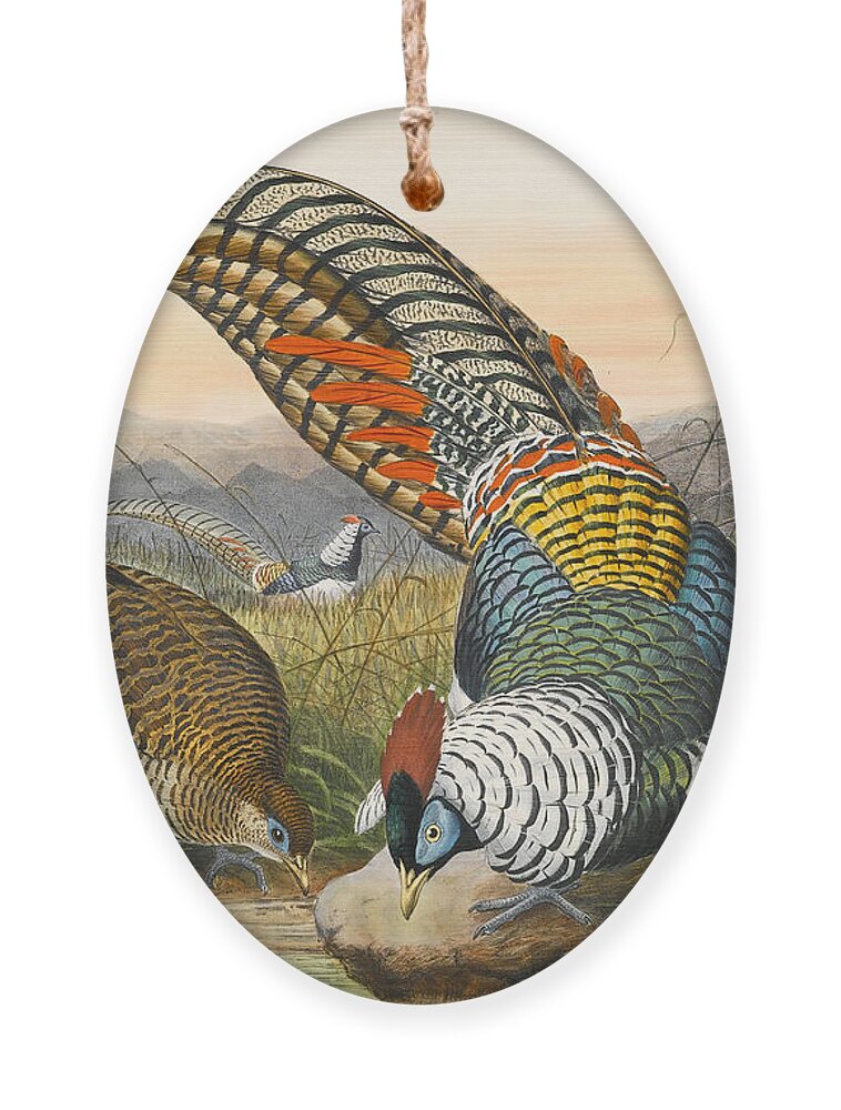 Joseph Wolf Ornament featuring the drawing Lady Amherst's pheasant. Chrysolophus amherstiae by Joseph Wolf