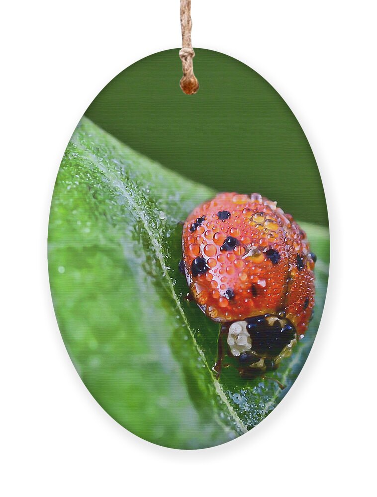 Ladybug Ornament featuring the photograph Ladybug with Dew Drops by Kerri Farley