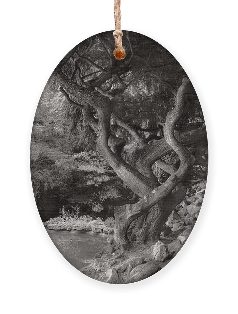 Landscape Ornament featuring the photograph Landscape - The Forbidden Forest by Mike Savad