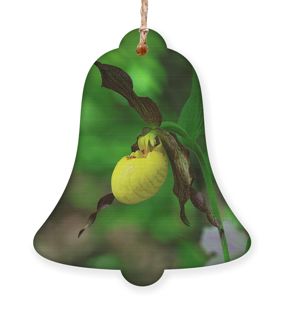Nature Ornament featuring the photograph Large Yellow Lady Slipper Orchid DSPF0249 by Gerry Gantt