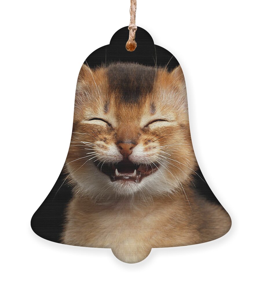#faatoppicks Ornament featuring the photograph Laughing Kitten by Sergey Taran