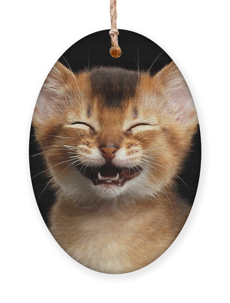 Kitten Ornament featuring the photograph Laughing Kitten by Sergey Taran