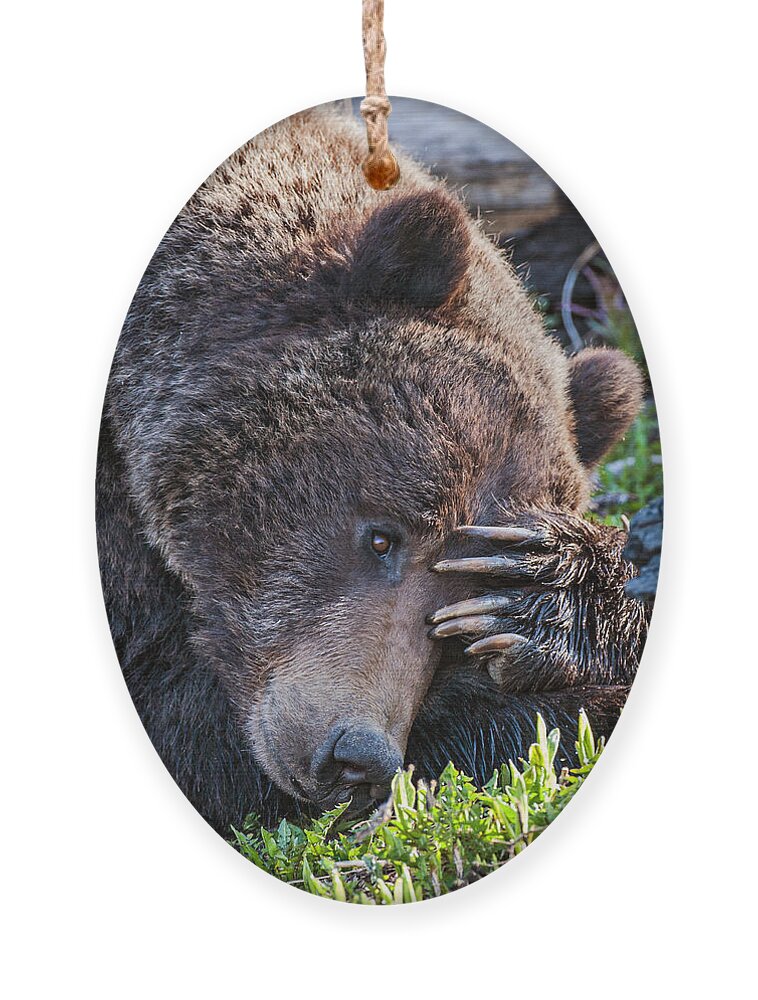 Bear Ornament featuring the photograph Lazy Bear by Wesley Aston