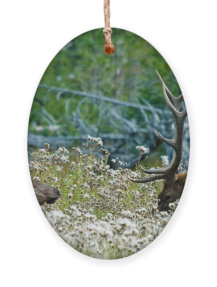 Elk Ornament featuring the photograph Lazy Days by Wesley Aston