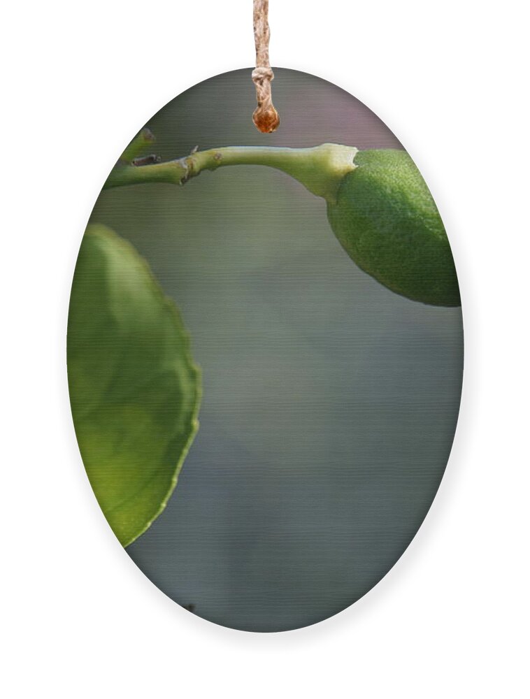 Lemon Ornament featuring the photograph Lemon by Eileen Gayle