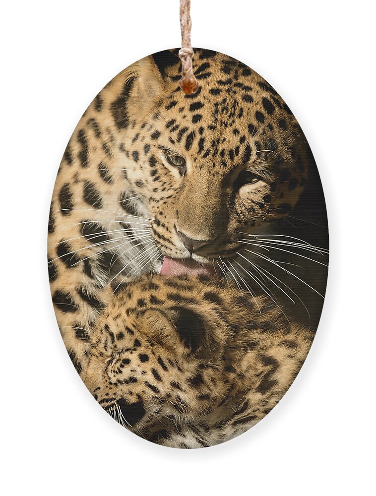 Amur Ornament featuring the photograph Leopard Cub Love by Chris Boulton