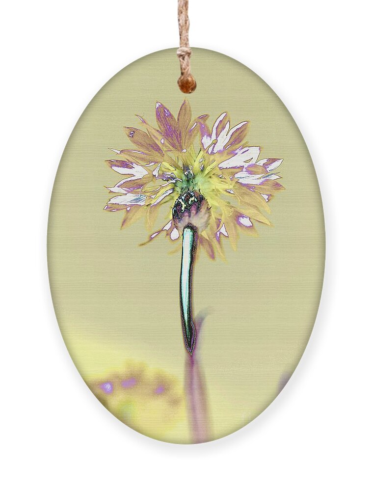 Flower Ornament featuring the photograph Light and Lovely by Dani McEvoy