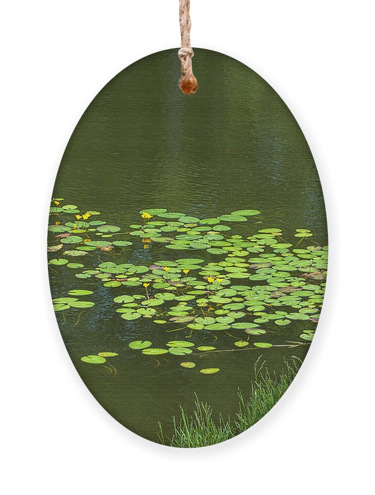 Lilly Pad Ornament featuring the photograph Liily Pads Afloat by Dale Powell