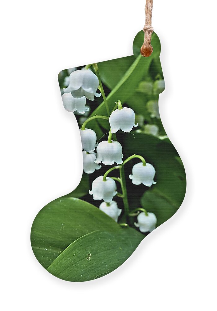 Flowers Ornament featuring the photograph Lilly of the Valley Flowers by Jeremy Hayden