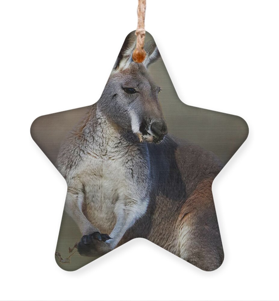 Animal Ornament featuring the photograph Linden's Pose by Lana Trussell