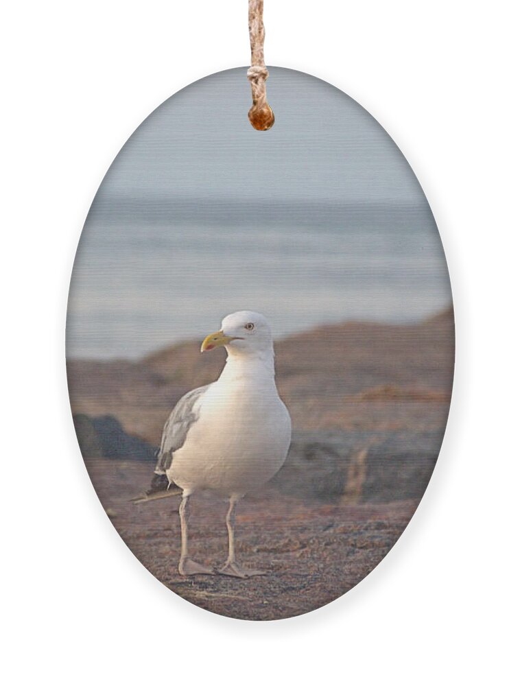 Seagull Ornament featuring the photograph Lone Gull by Newwwman