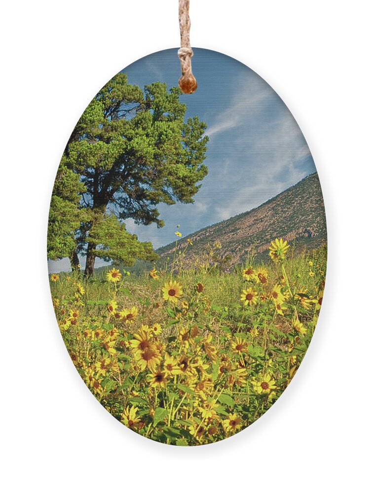 Arizona Ornament featuring the photograph Lone Tree in a Sunflower Field by Jeff Goulden