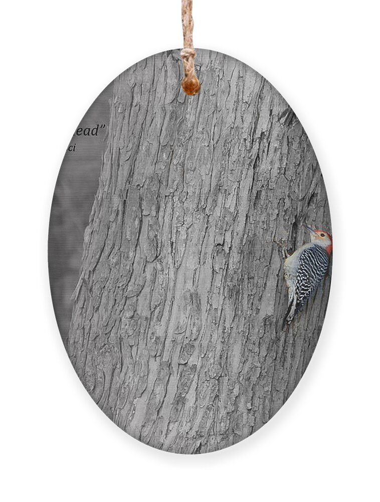 Red-bellied Woodpecker Ornament featuring the photograph Lonely Woodpecker by Holden The Moment