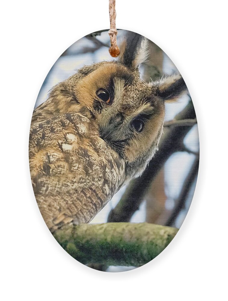Ong-eared Owl Ornament featuring the photograph Long Eared Owl 1 by Nadia Sanowar