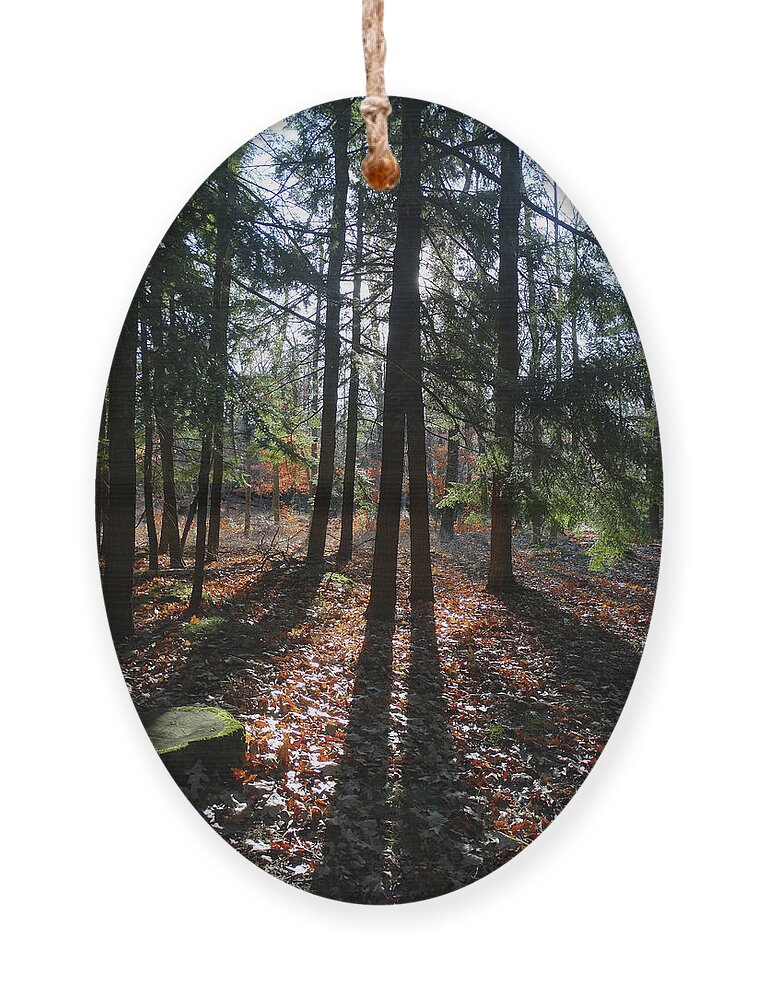 Peninsula State Park Ornament featuring the photograph Long Shadows in the Woods by David T Wilkinson
