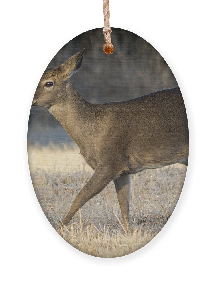 Wildlife Ornament featuring the photograph Looking Into The Future by John Benedict