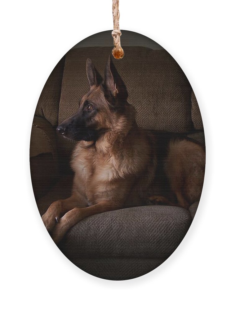 German Shepherd Dogs Ornament featuring the photograph Looking Out The Window - German Shepherd Dog by Angie Tirado