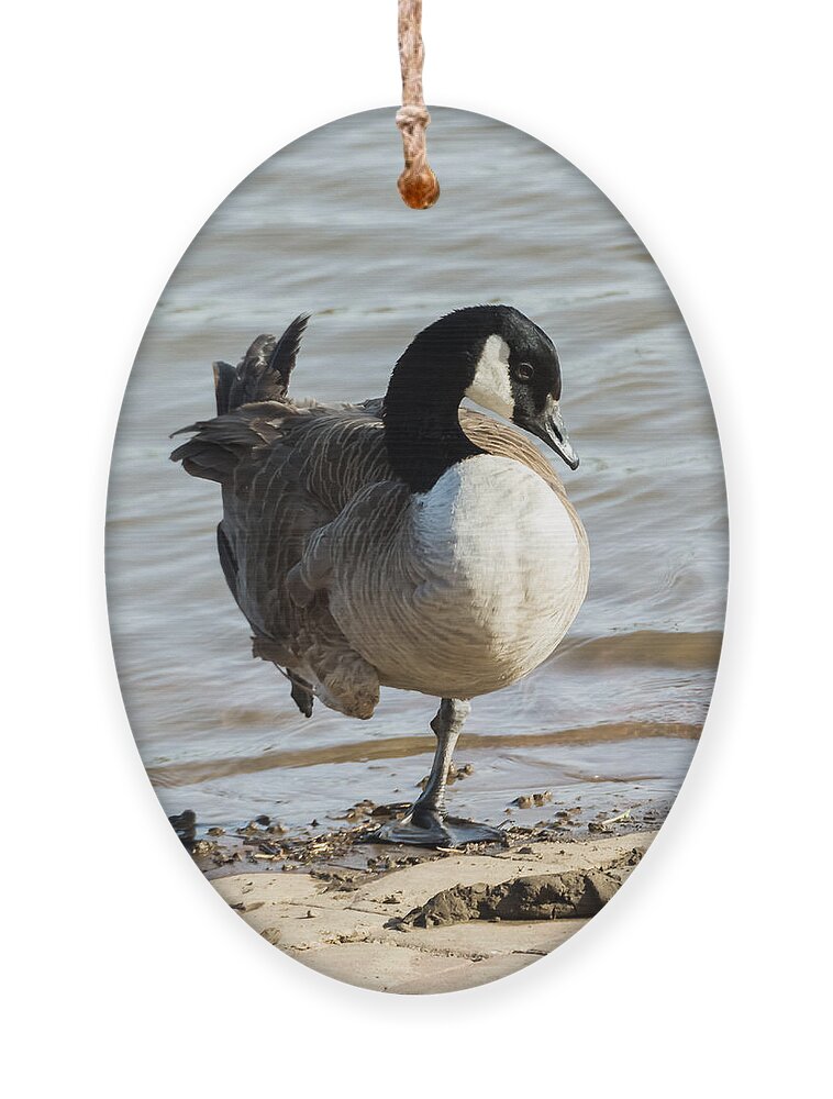 Jan Holden Ornament featuring the photograph Canada Goose Looking Pretty by Holden The Moment